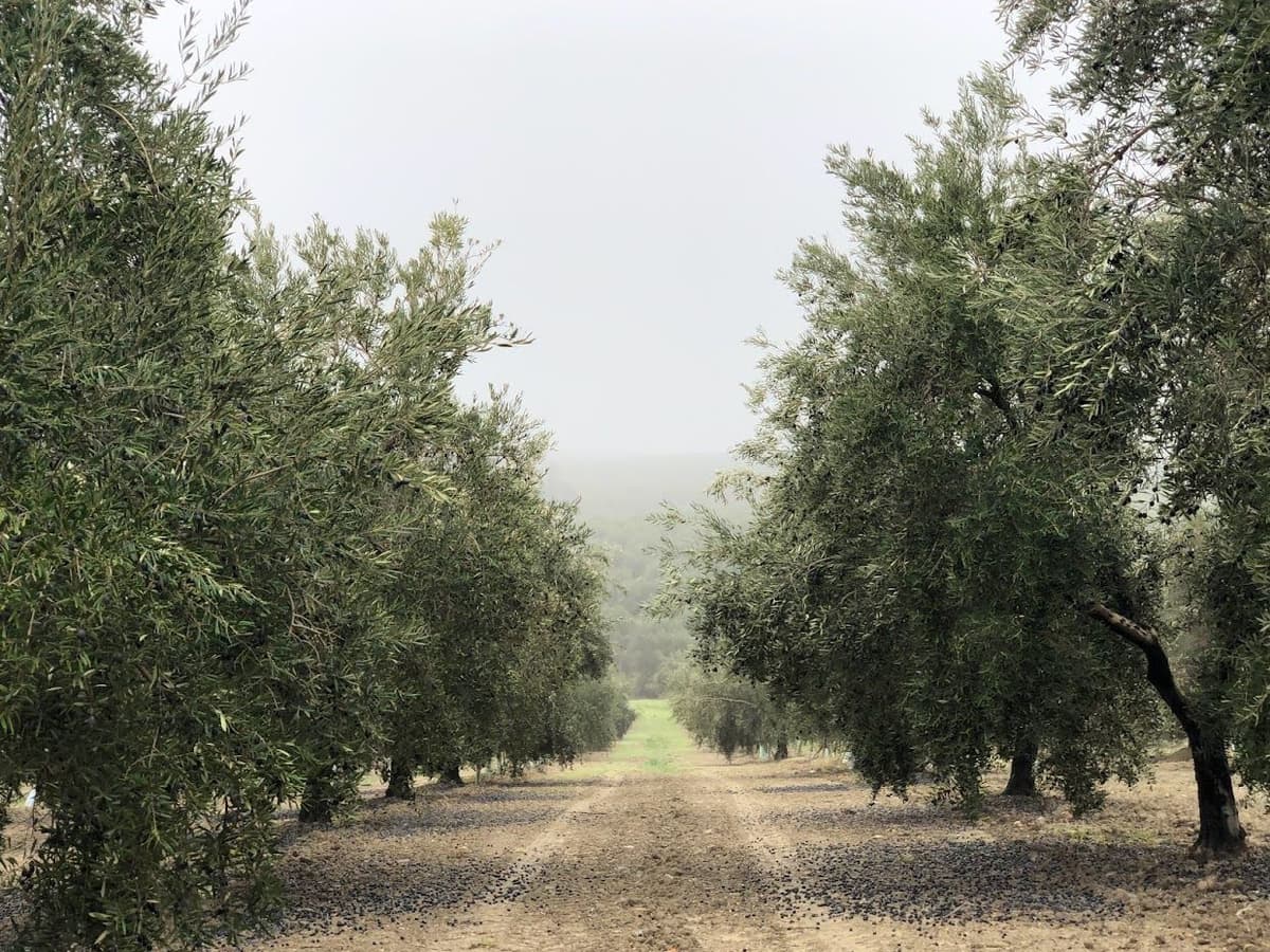 Poda de Olivo Intensivo y Súper intensivo en Jaén website